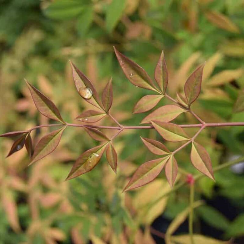 Nandina domestica 'Richmond' 40-60 cm